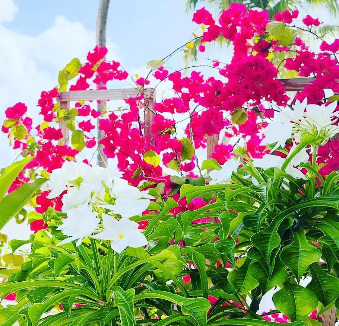 Apartment Studio Pirate Of The Caribbean Sea View Marigot